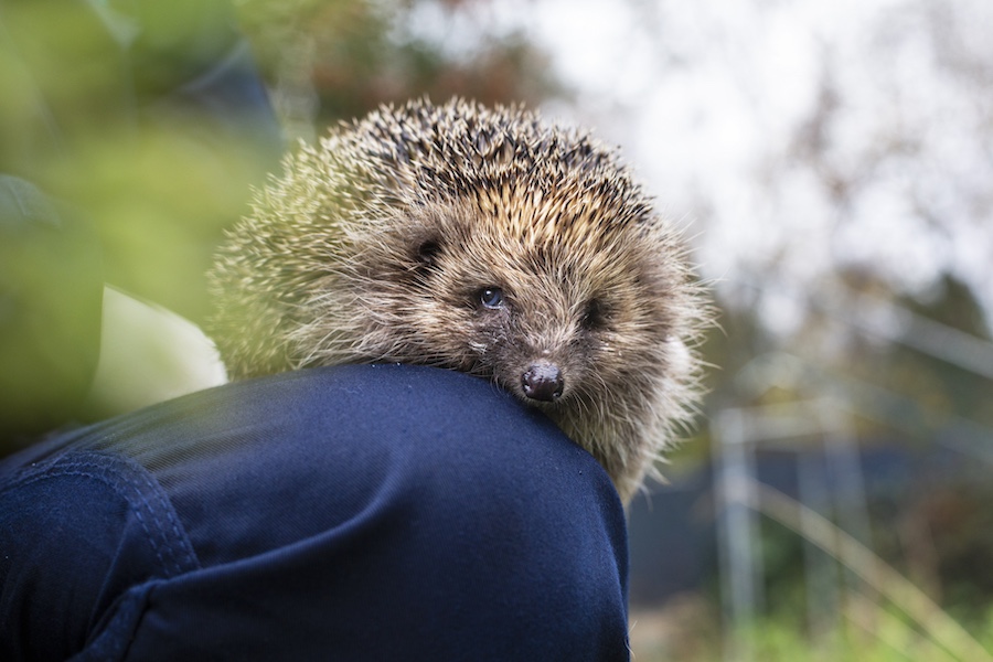 RSPCA Hedgehog